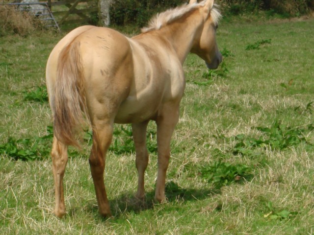 Yearling